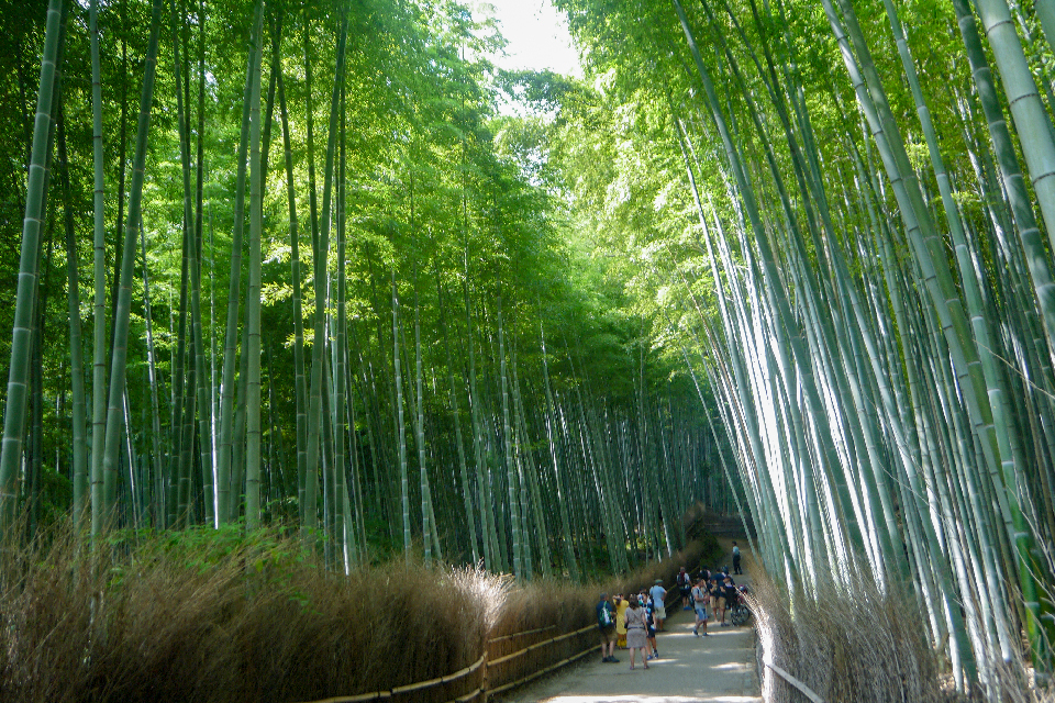 竹林の道